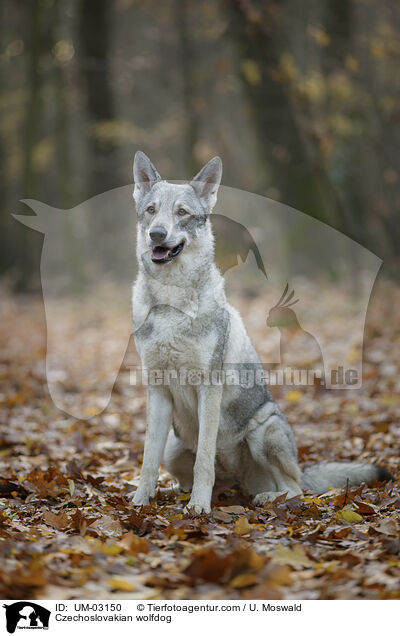 Tschechoslowakischer Wolfhund / Czechoslovakian wolfdog / UM-03150