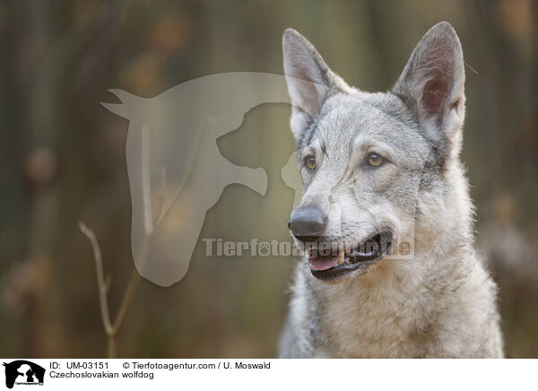 Tschechoslowakischer Wolfhund / Czechoslovakian wolfdog / UM-03151