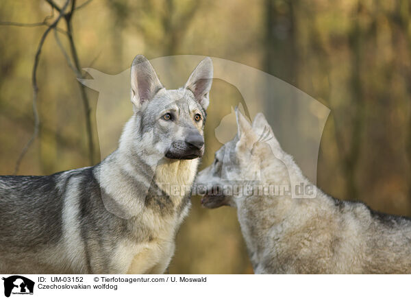 Tschechoslowakischer Wolfhund / Czechoslovakian wolfdog / UM-03152