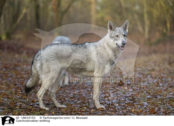 Tschechoslowakischer Wolfhund / Czechoslovakian wolfdog / UM-03153