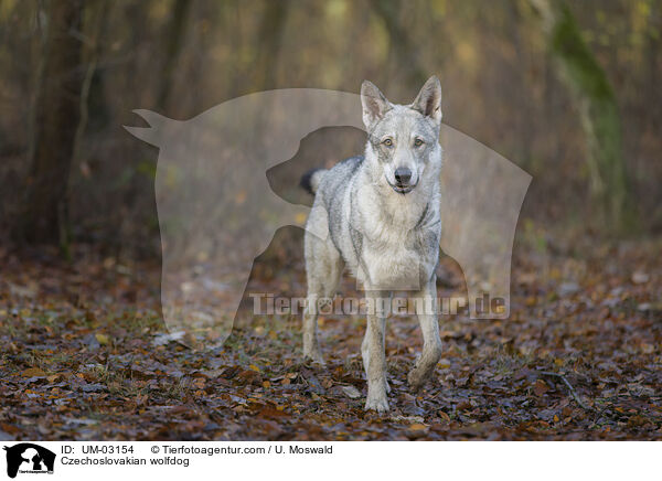 Tschechoslowakischer Wolfhund / Czechoslovakian wolfdog / UM-03154