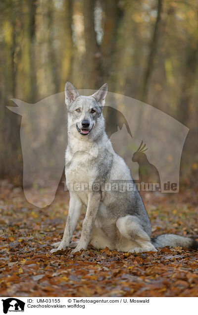 Tschechoslowakischer Wolfhund / Czechoslovakian wolfdog / UM-03155