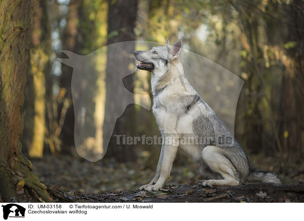 Tschechoslowakischer Wolfhund / Czechoslovakian wolfdog / UM-03158