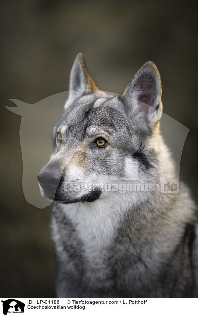 Tschechoslowakischer Wolfhund / Czechoslovakian wolfdog / LP-01186