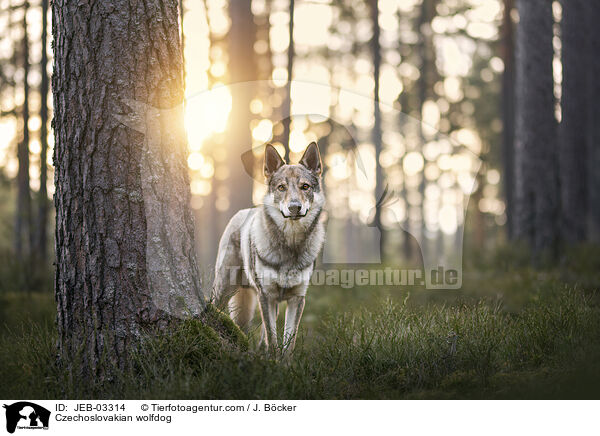 Tschechoslowakischer Wolfhund / Czechoslovakian wolfdog / JEB-03314