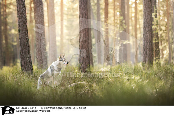 Tschechoslowakischer Wolfhund / Czechoslovakian wolfdog / JEB-03315