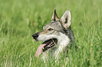 Czechoslovakian wolfdog portrait