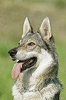 Czechoslovakian wolfdog portrait