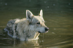 bathing Czechoslovakian wolfdog