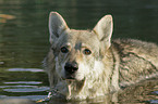 bathing Czechoslovakian wolfdog