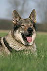 Czechoslovakian wolfdog