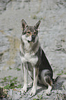 sitting Czechoslovakian wolfdog