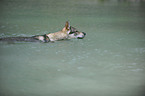 swimming Czechoslovakian wolfdog