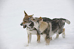 young Czechoslovakian wolfdogs