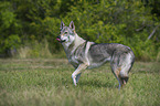 Czechoslovakian wolfdog