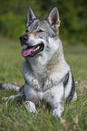 lying Czechoslovakian wolfdog