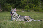 lying Czechoslovakian wolfdog