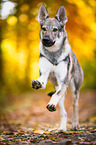 running Czechoslovakian Wolf dog