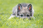 lying Czechoslovakian Wolfdog Puppy