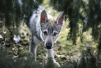 Czechoslovakian Wolfdog Puppy