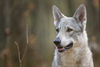 Czechoslovakian wolfdog