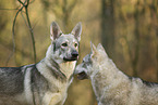 Czechoslovakian wolfdog