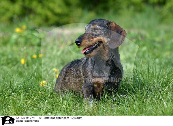 sitzender Dackel / sitting dachshund / DB-01274