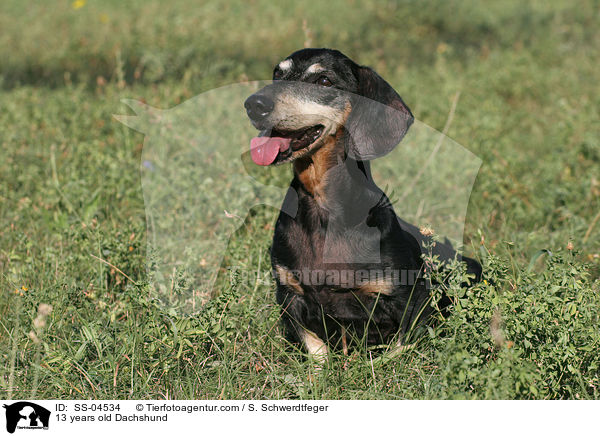 13 years old Dachshund / SS-04534
