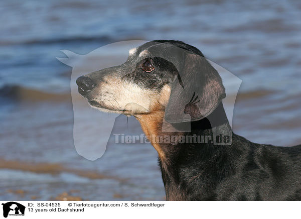 13 years old Dachshund / SS-04535