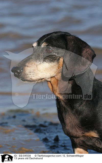 13 years old Dachshund / SS-04538