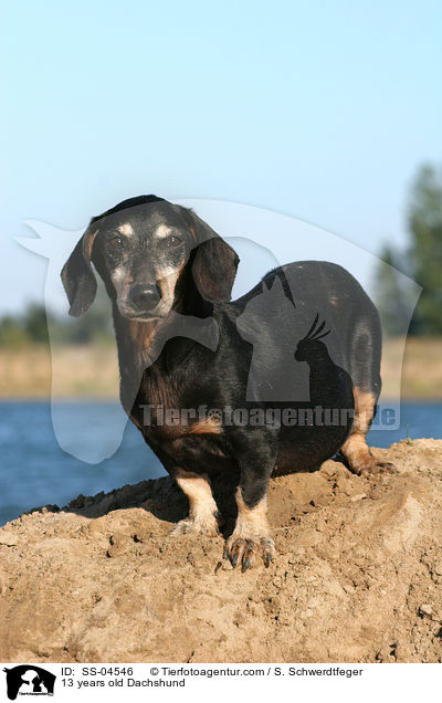 13 years old Dachshund / SS-04546