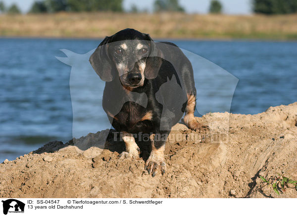 13 years old Dachshund / SS-04547