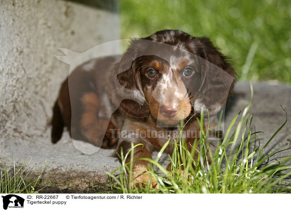 Tigerdackel Welpe / Tigerteckel puppy / RR-22667