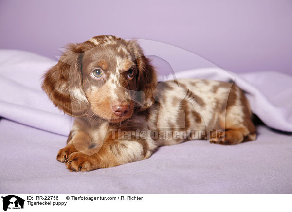 Tigerteckel puppy / RR-22756