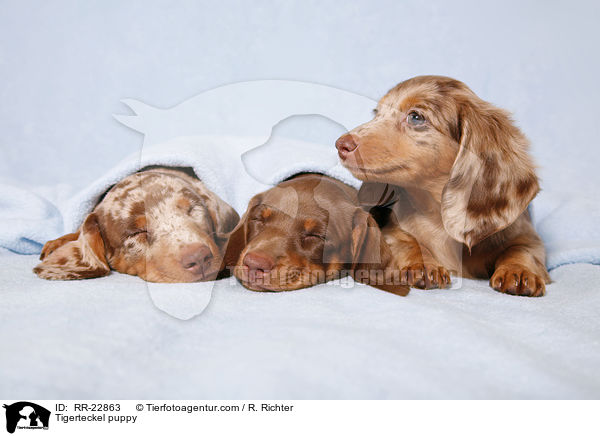 Tigerdackel Welpe / Tigerteckel puppy / RR-22863