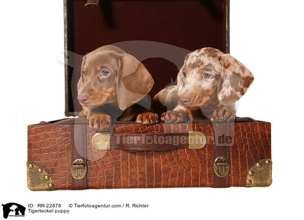 Tigerteckel puppy / RR-22878