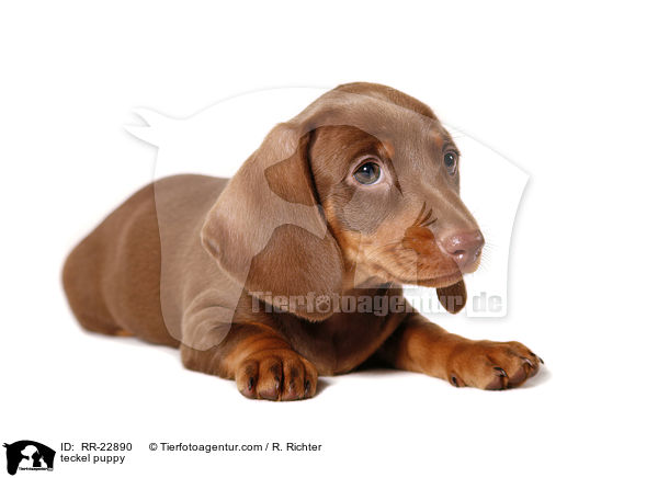 teckel puppy / RR-22890