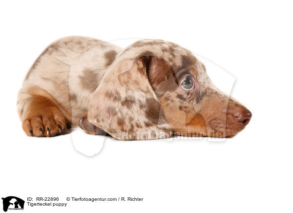 Tigerteckel puppy / RR-22896