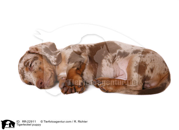 Tigerteckel puppy / RR-22911