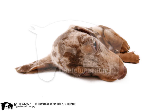 Tigerteckel puppy / RR-22927