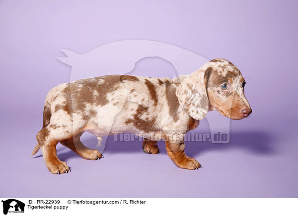 Tigerteckel puppy / RR-22939