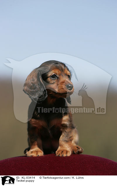 Teckel puppy / KL-03414