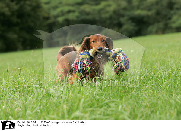 spielender Langhaardackel / playing longhaired teckel / KL-04264