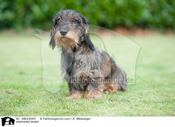 Rauhaardackel / wirehaired teckel / AM-03045