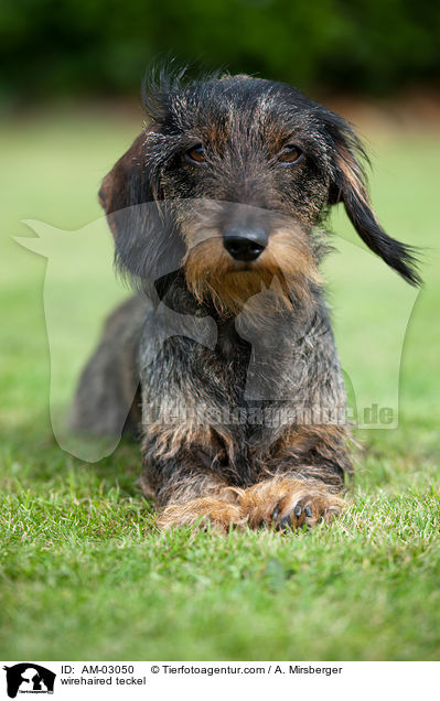 Rauhaardackel / wirehaired teckel / AM-03050