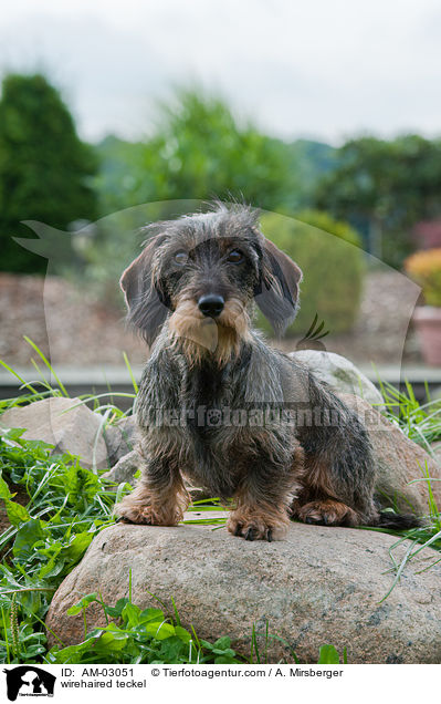 Rauhaardackel / wirehaired teckel / AM-03051