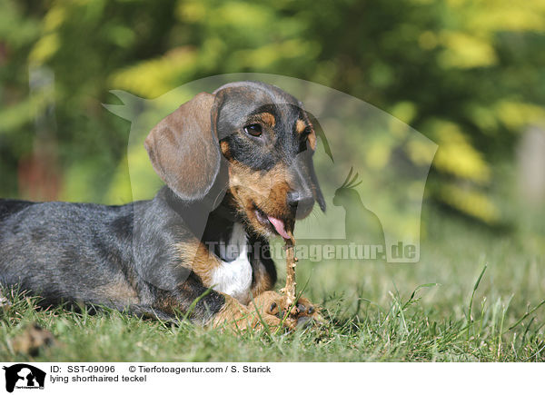 liegender Kurzhaardackel / lying shorthaired teckel / SST-09096