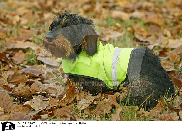 Rauhaardackel / wirehaired teckel / AB-02674