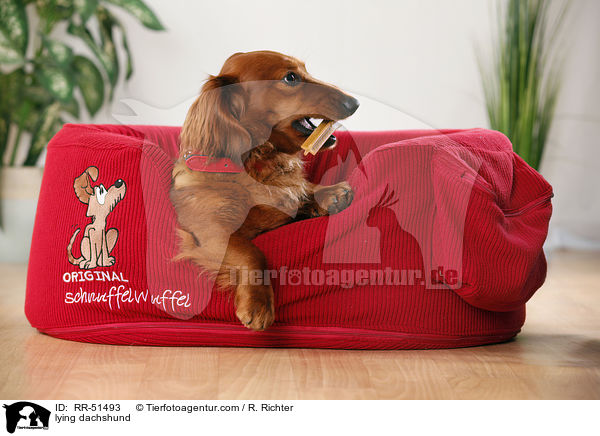 lying dachshund / RR-51493