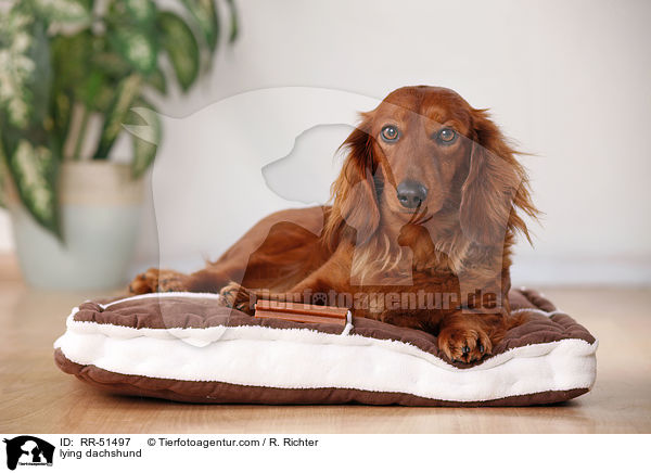 lying dachshund / RR-51497